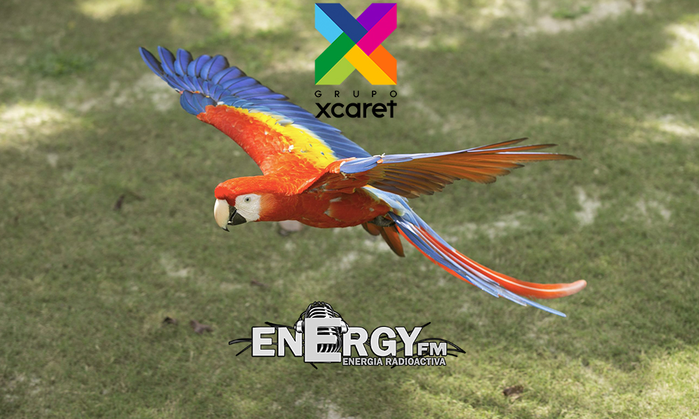 Nuestro principal objetivo en el área de conservación es garantizar que las especies bajo nuestro cuidado cuenten con los más altos estándares de seguridad, bienestar y calidad de vida.