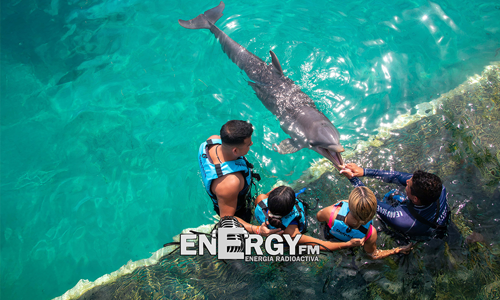 DOLPHIN DISCOVERY RENUEVA LA CERTIFICACIÓN AMERICAN HUMANE PARA SUS HÁBITATS EN EL CARIBE MEXICANO